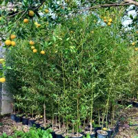 فروش درخت پرس شده خیزران