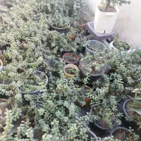 گل خرفه ای|گل و گیاه طبیعی|بندرعباس, |دیوار