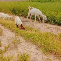 بز شیرا پاکستانی