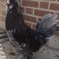 خروس زیبا|حیوانات مزرعه|قزوین, |دیوار