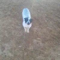 ی جفت سگ پا کوتا ی نر و ی ماده|سگ|گمیشان, |دیوار