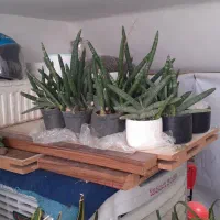 حراج گل و گیاه به قیمت خرید|گل و گیاه طبیعی|بیرجند, |دیوار