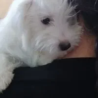 سگ‌پاپی‌فروشی|سگ|ساوه, |دیوار