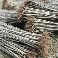 نهـال شال با رشد بالا|گل و گیاه طبیعی|کلیبر, |دیوار