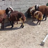 گوسفند زنده محلی درجه یک .بره شیری|حیوانات مزرعه|فردیس, شهرک ناز|دیوار