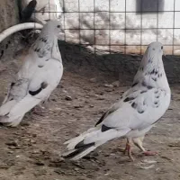 کفتر پرشی|پرنده|دلیجان, |دیوار