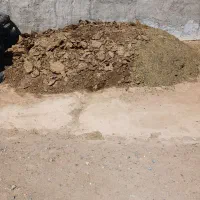 کودگوسفندی