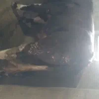 فروش گاو یا گوساله نر