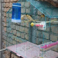 سهره سینه سرخ گلبسر