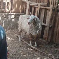 بره