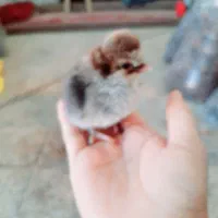 گالری از مرغ خروس جوجه محلی|حیوانات مزرعه|بهبهان, |دیوار