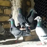 کفتر  سبز و پولک