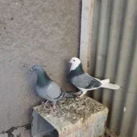 کبوتر طوقی، شازده سبز،سبز کاشانی، قهوه ای، دورگ|پرنده|مبارکه, |دیوار