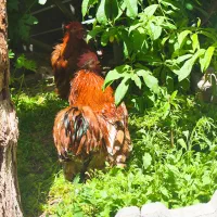 جوجه کوشین از بهترین نژاد|حیوانات مزرعه|تربت جام, فاز ۱ فرهنگیان|دیوار