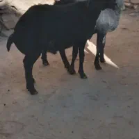 بره نر فروشی|حیوانات مزرعه|شاهین دژ, |دیوار