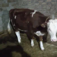 گوساله