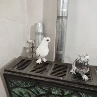 یک جفت کبوتر پا چکمه ای نرو ماده