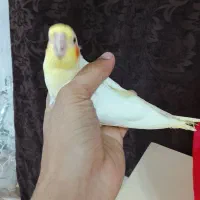 جوجه عروس هلندی لوتینو سرلاکی