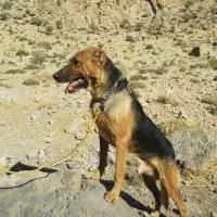سگ...نگهبان