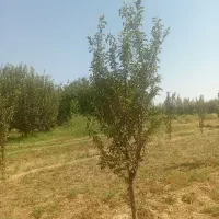 درخت آلوچه پفکی