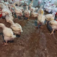 جوجه گوشتی ۲۰روزه|حیوانات مزرعه|سبزوار, رباط|دیوار