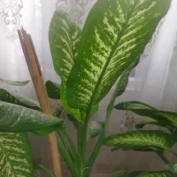 گل آپارتمانی دیفن باخیا|گل و گیاه طبیعی|ورامین, جعفر آباد اخوان|دیوار