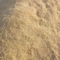 یونجه برمه چین یک
