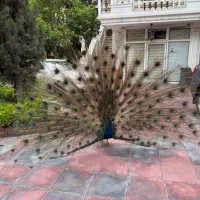 آتلیه عکاسی و استودیو فیلمبرداری عروس