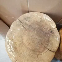 تنه درخت تزیینی|گل و گیاه طبیعی|تهران, شهرک دانشگاه|دیوار