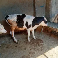 گوساله نر سیمنتال