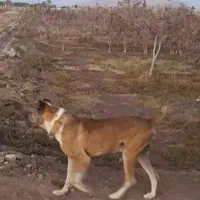 واگذاری سگ افغان گله ای ونگهبان|سگ|راور, |دیوار