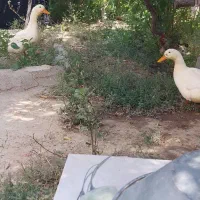 اردک|حیوانات مزرعه|جلگه شوقان, |دیوار