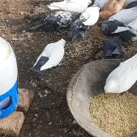کبوتر|پرنده|فریدونشهر, |دیوار