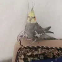 پرنده|پرنده|قم, ولیعصر|دیوار