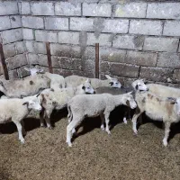 بره نر ۲ ماهه نژاد چندقلوزا