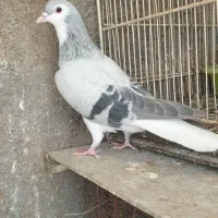 کفتر ساده وبغدادی وطوقی ویهودی هفت رنگ