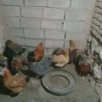 خریدفروش مرغ تخمی