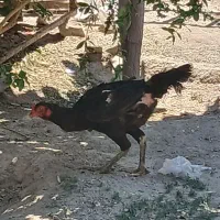 مرغ لاری