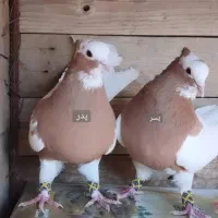 بهترین گروه قرعه کشی کفتر داراب