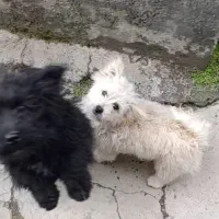 سگ بازیگوش خانگی|سگ|نقده, |دیوار