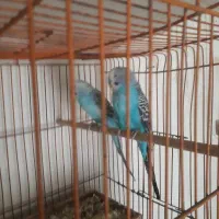 یک جفت مرغ عشق مولد با جوجه