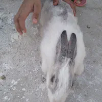خرگوش