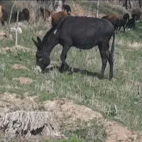 فروش الاغ گله ای