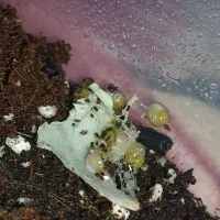 جوجه حلزون آچاتینا آلبینو|خزنده|مشهد, حجاب (شهرک غرب)|دیوار