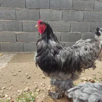 تخم نطفهدار لایت برهما اصیل مرغ جوجه خروس|حیوانات مزرعه|تهران, حافظیه|دیوار