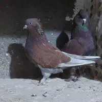 کبوتر سرخ اخمو|پرنده|دلند, |دیوار