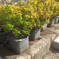 فروش درختچه پالم،یاس هلندی،سیکاس و..|خدمات باغبانی و درختکاری|تهران, شهرک غرب|دیوار