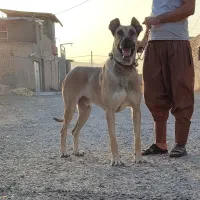 سگ سرابی اصیل|سگ|قم, قلعه صدری|دیوار