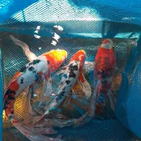 ماهی کوی نژاد دار|ماهی|قم, حاج خلیل|دیوار