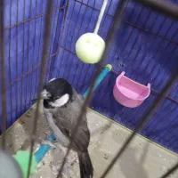 پرنده|پرنده|شادگان, |دیوار